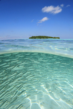 0ce4n-g0d:  Rush hour at Gemendhoo today by Leina