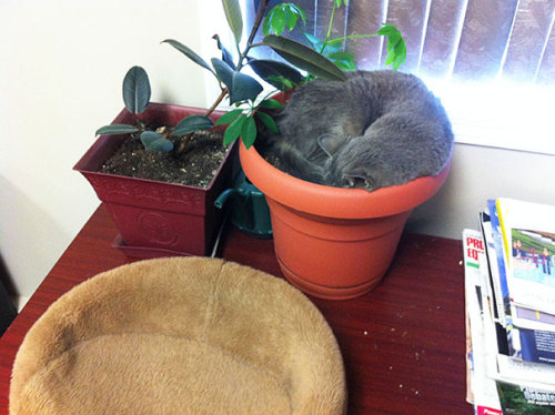 v8-interceptor:daddysslittleboo:awesome-picz:Cat-Plants You Probably Shouldn’t WaterWHAT SEEDS