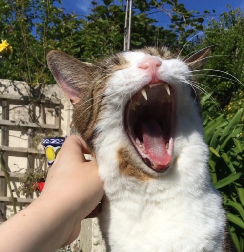 disgruntledvillager:She yawned