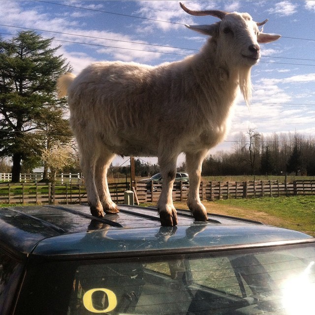 2ufarm:
“King of Mt. Car #goats #organic #soap www.2UFarm.com (at 2UFarm Ridgefield WA)
”