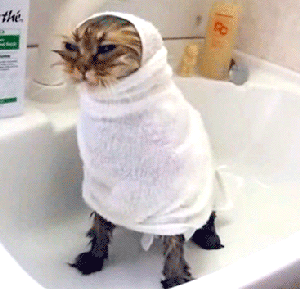 catsdogsblog:More GIFs http://catsdogsblog.com/
