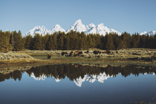 julianajohnsonphoto: Morning reflectionsGrand Teton National Park, Wyoming, Part XIMay 2017