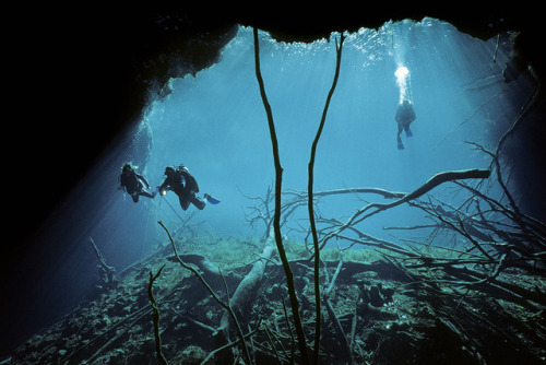 Cenotes are massivesinkholes formed when a cave&rsquo;s ceiling collapses underwater, creatinga netw