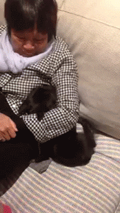 sizvideos:  Cute french bulldog puppy loves her cuddle spot!Video