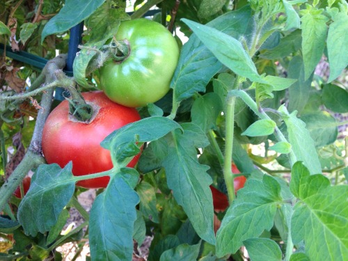 My tomato plant keeps giving! It’s mid-November and most of my summer crop has long since shri