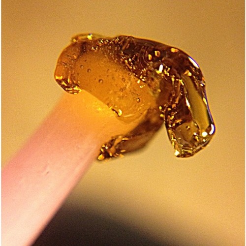 oceanofminds420:  Glorious Golden Dabs of Bubble Berry by @vosstonian and @geckoman on this lovely day off the @smokeweeddd420 🔥🔥🔥 #golden #wow #dewaxed #clean #voss #geckoman #keepitbaked #keepitlit #ggdub #girlswhodab #girlswhodab #girlswhoglob