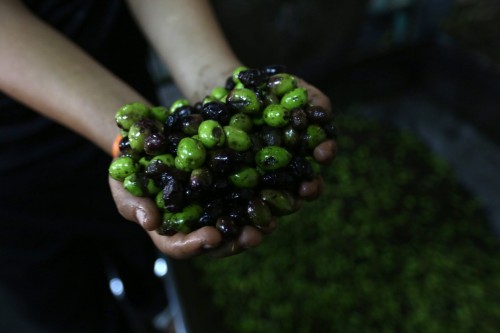 sniper-at-the-gates-of-heaven: pictures of olive harvest season, from mid-october to early november,