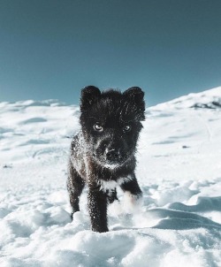 wanderloco:    Sled Puppies 🛷 Greenland 🇬🇱 |  benjaminhardman 