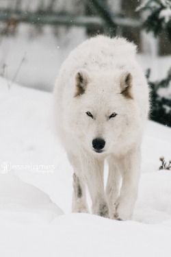 venvm:  Arctic Wolf | by: { Jesse James }