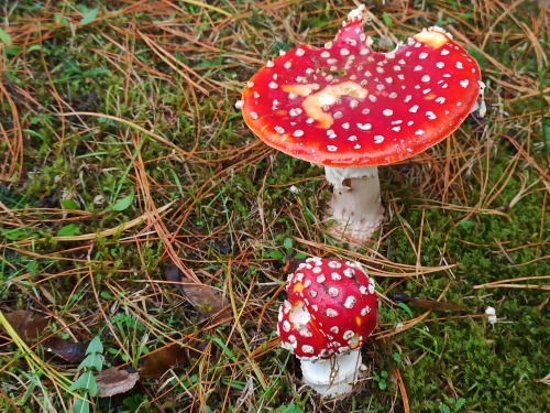 🍄