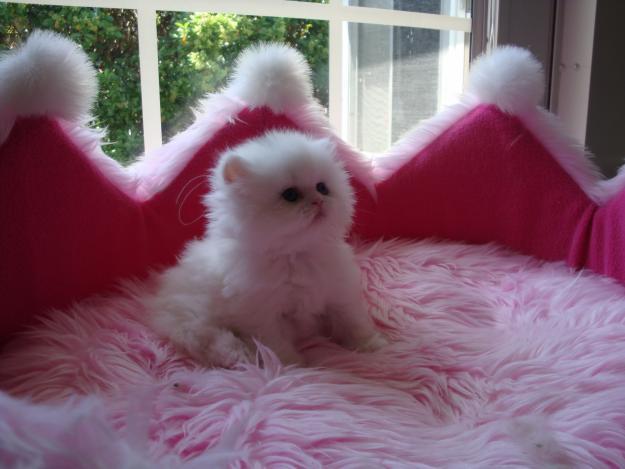 Awe fluff ball