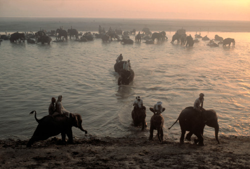 ouilavie:Bruno Barbey. India. Bihar region. Town of Sonpur. Elephants are given their daily bath in 