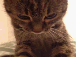 catsdogsblog:  More GIFs: http://catsdogsblog.tumblr.com