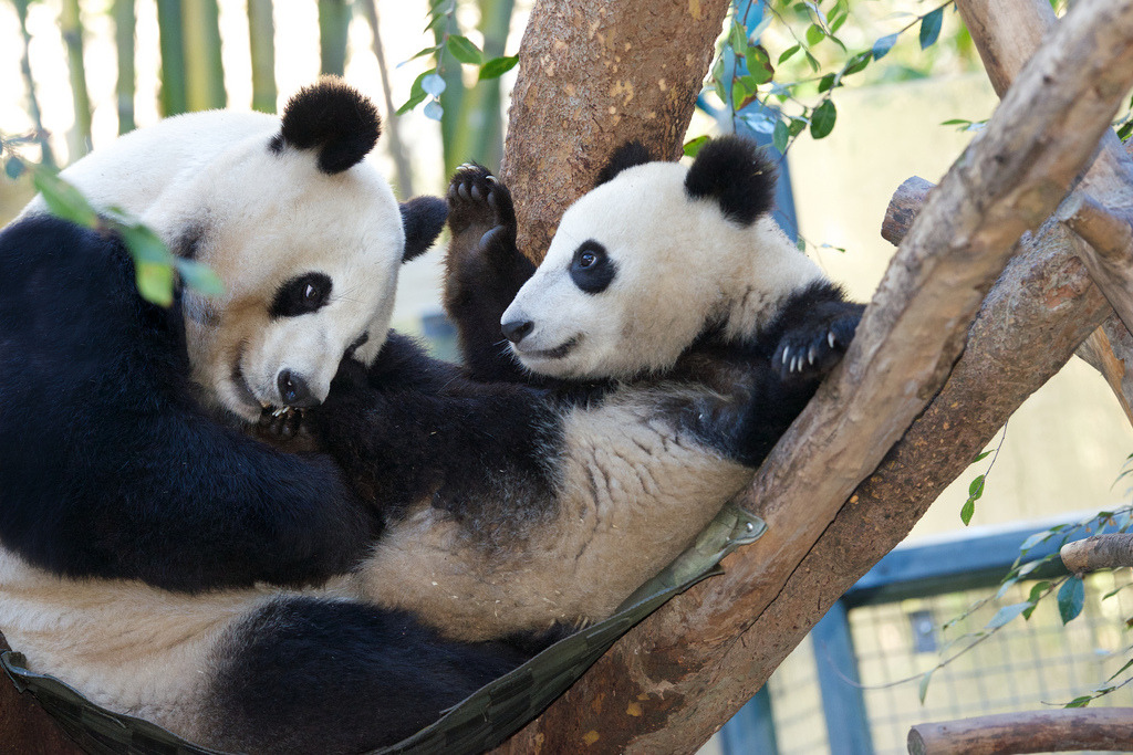 giantpandaphotos:  Bai Yun plays with her son Xiao Liwu at the San Diego Zoo in California,