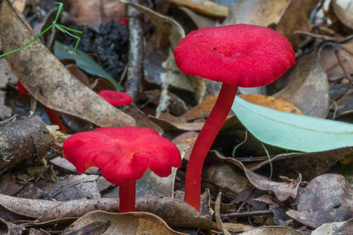 oceaniatropics:fungi at Sassafras Gully, New South Wales, Australia, by David Noble