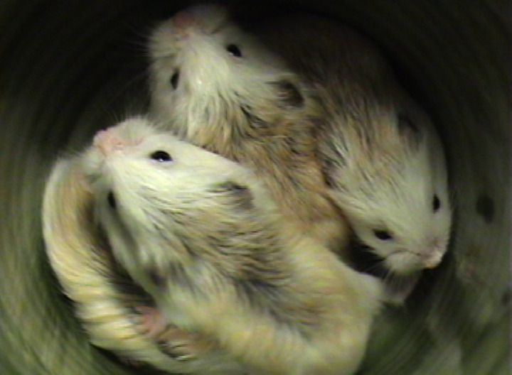 hamsters-in-cups:  Four widdle hammies in a cup… 