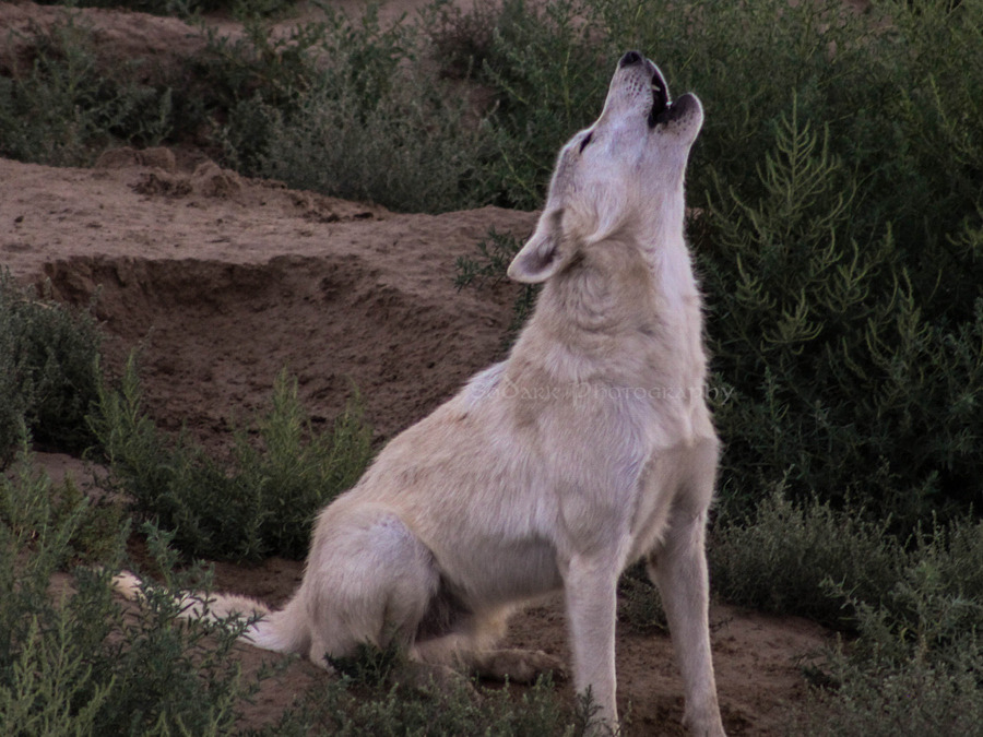 her-wolf:  Artic Wolf by  Andreea SoDark 