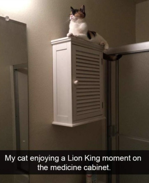 animalsnaps:  Cat snapchats