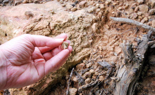 Fairy Stone ParkThe story of these little crystals begins over 500 million years ago as sedimentary 