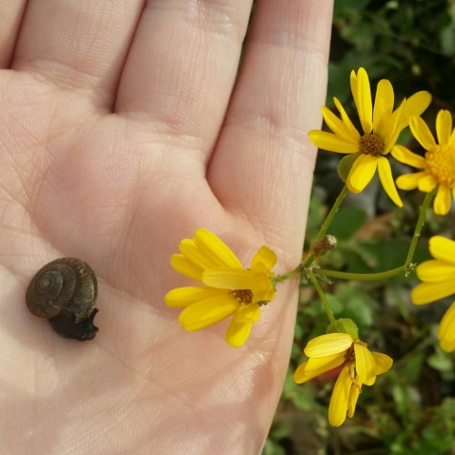 cloudybug:Little friend