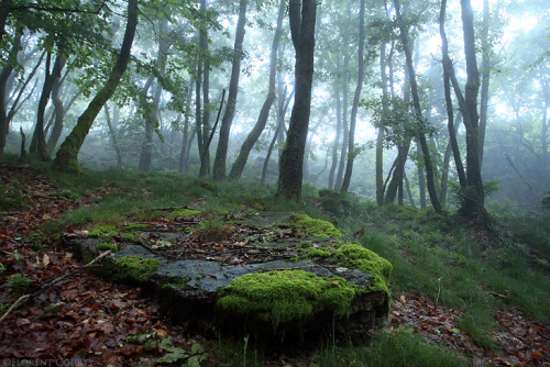 dehanginggarden: Last Glimmers by FlorentCourty