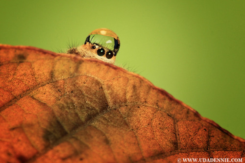 Porn photo chronicarus:   Spiders with water droplet