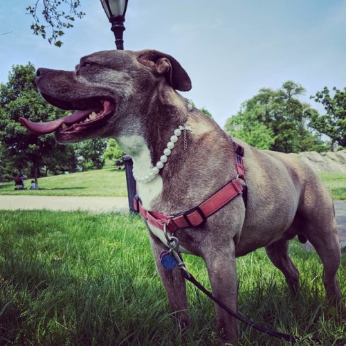 When life gets you down it&rsquo;s time to go to the park for hours and lay in the cool grass wi