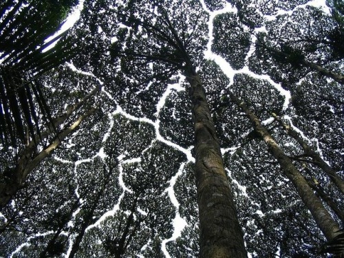  Crown shyness (also canopy disengagement, canopy shyness, or intercrown spacing) is a phenomenon ob