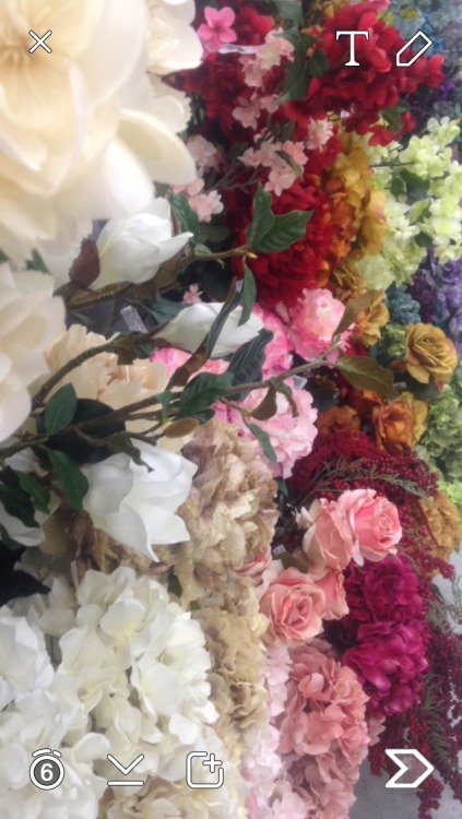 XXX amraeica:  Hung out in the fake flower section photo