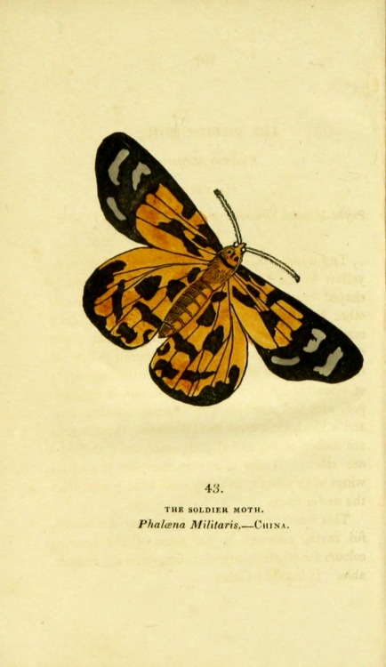wapiti3:   	The book of butterflies, sphinges, and moths;  By Brown, Thomas, 1785-1862 Via Flickr: 	Publication info London,Whittaker & Co.; [etc.,etc.]1834.  Contributing Library: Cornell University Library  BioDiv. Library   