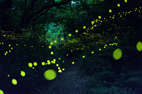 landscape-photo-graphy: Gold Fireflies Dance Through Japanese Enchanted Forest in the Summer of 2016