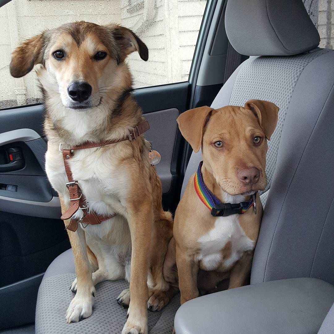 My kids. Stella is going to be so excited to get her front seat back later this month.