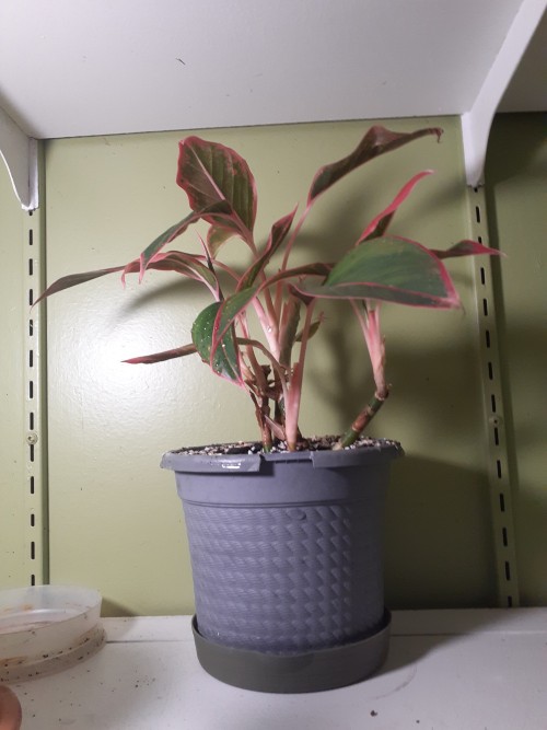 Some Of My Plants Have New Leaves