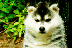tomhard-y:Siberian Huskies
