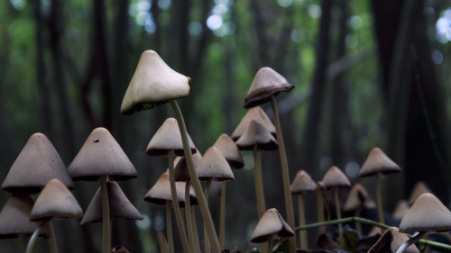 Triangle Mushrooms! 2 by Danimatie