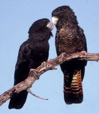 deermary:  Red tailed black cockatoo females (Calyptorhynchus banksii) of Austrailia