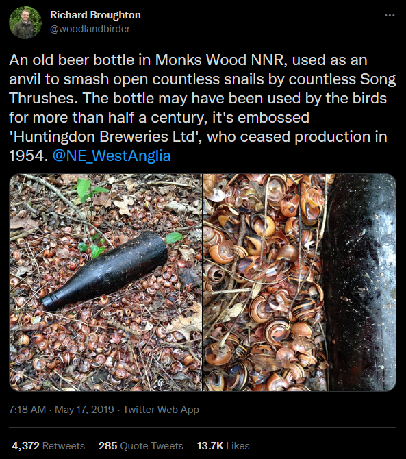Tweet by @woodlandbirder: "an old beer bottle in monks wood NNR, used as an anvil to smash open countless snails by countless song thrushes. the bottle may have been used by the birds for more than half a century, it's embossed 'Huntingdon Breweries Ltd', who ceased production in 1954. @NE_WestAnglia" Two photos of an old pitted beer bottle on the ground surrounded by cracked snail shells.