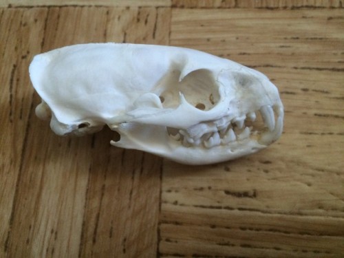 FOR SALE: subadult Small Asian m.ongoose skullI really need money so I am selling a couple of skulls