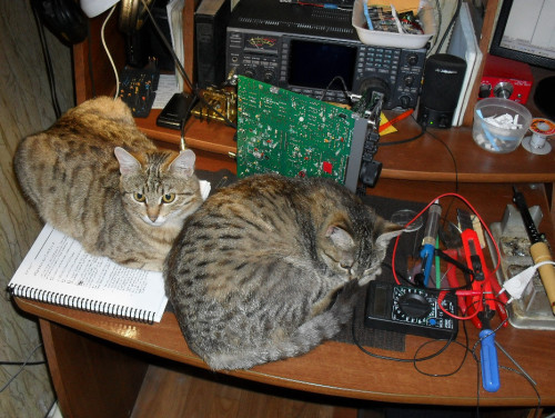 totheark: ham radio cats