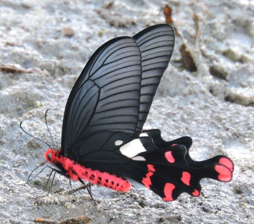 onenicebugperday:Common windmill butterfly, Byasa polyeuctes, Papilionidae (Swallowtails)F