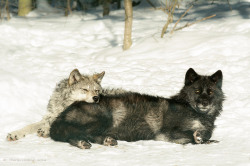 lonestray:   Haliburton Wolf Centre by  Charlie