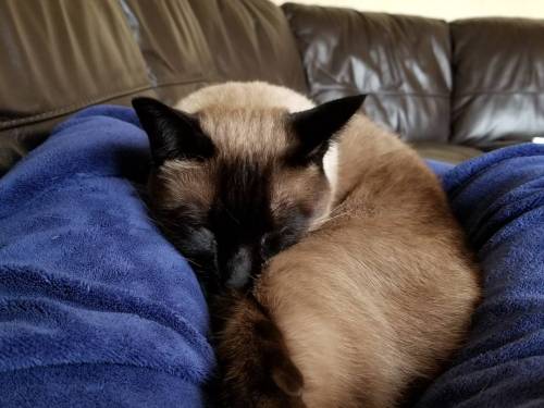 Curled up