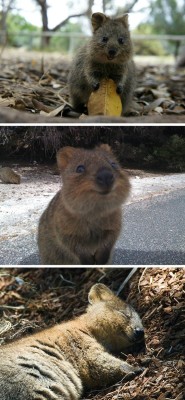 heroinsight:(via Meet The Quokka, The Happiest Animal In The World (PHOTOS))It’s called a Quokka, lives here in Australia, is endangered, and considered one of the friendliest, happiest animals on earth