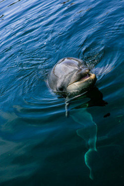 10bullets:  Dolphin - イルカ by - Hidehito - on Flickr.