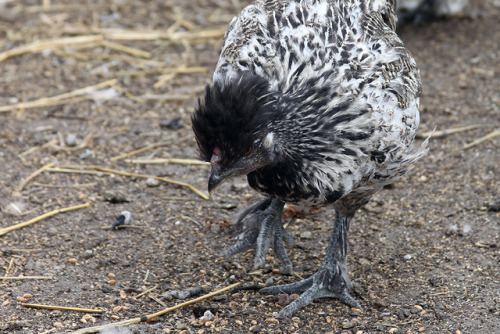 t-vr2:I forgot about all of these chicken photos. We bought “purebred silkie” eggs, and half of them