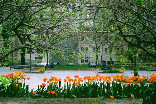 floralls:  urban pasture (by Ian Muttoo) 