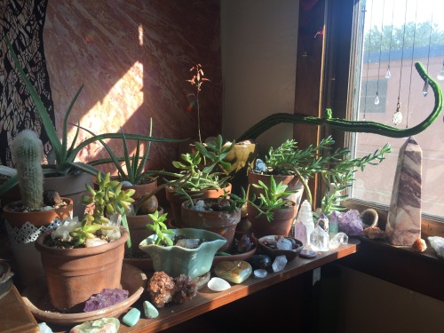 Porn stolenfootprints:  Good morning plant babies!!! photos