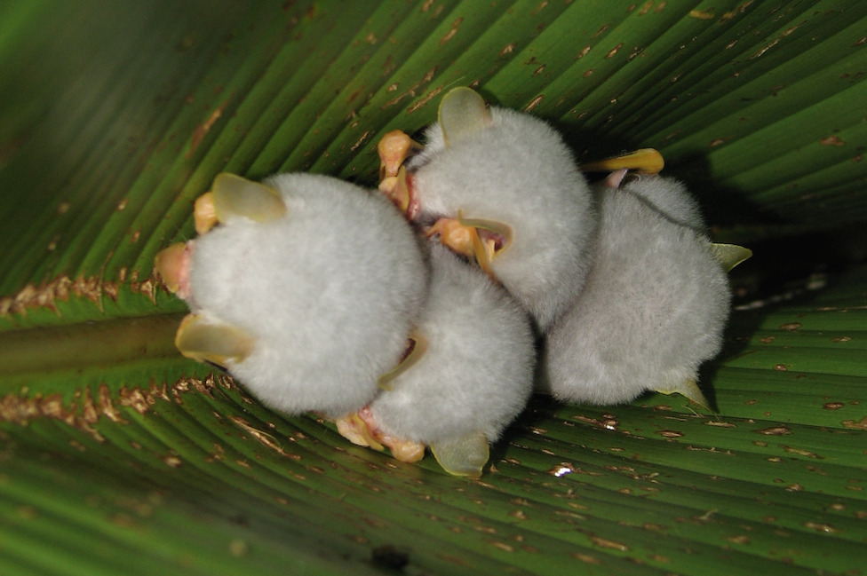 nubbsgalore:
“ honduran white tent bats roosting under a heliconia leaf, which they sever down the length of its midrib to create a ‘tent’ that provides a waterproof shelter and protection from potential predators.
”