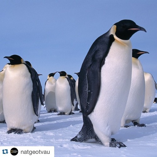 #Repost @natgeotvau with @repostapp. ・・・ What is your favourite #penguin? The biggest of the penguin