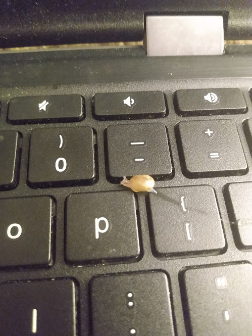 snail on keyboard, what he typin???